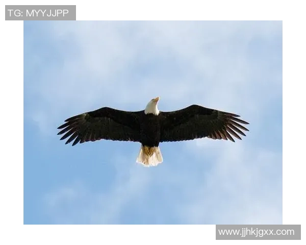 雄鹰展翅翱翔天空，探秘老鹰的捕猎技巧与生存智慧